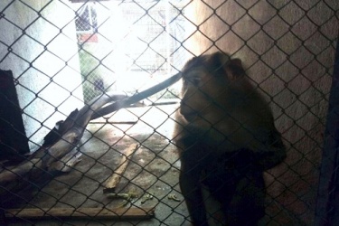 Rescuing one individual of primate to release back into the wild